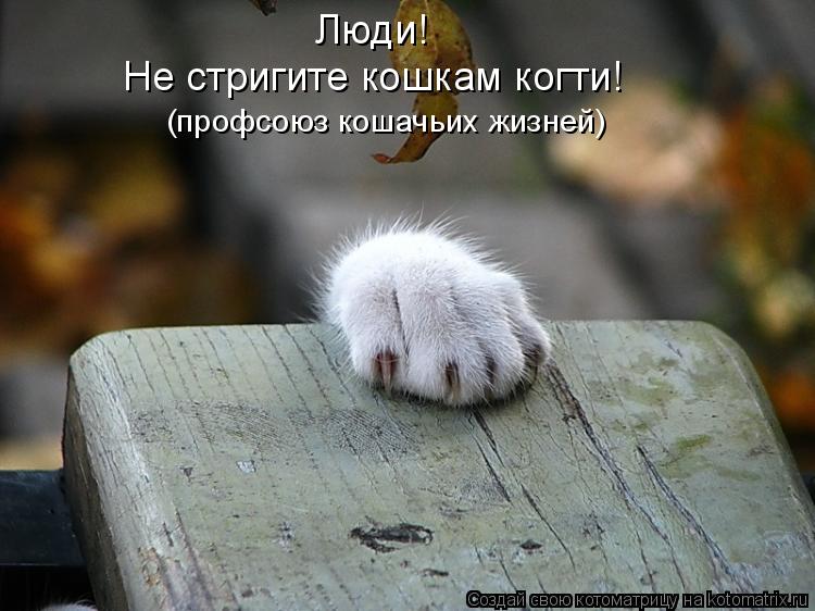 Люди! Не стригите кошкам когти! (профсоюз кошачьих жизней)... Котоматрица: Люди! Не стригите кошкам когти! (профсоюз кошачьих жизней)