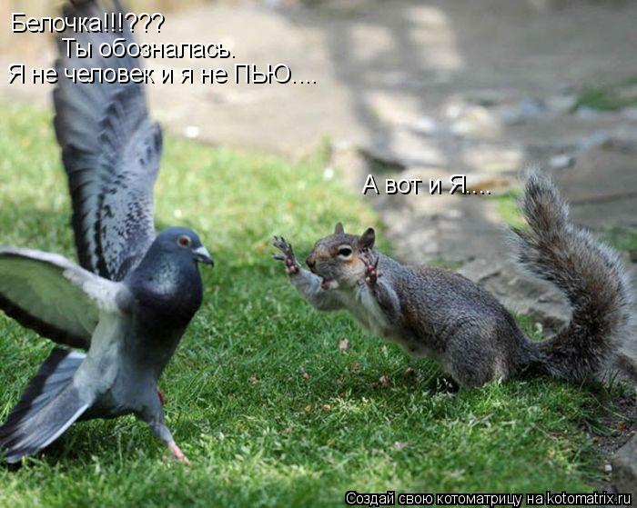 Белочка!!!??? Ты обозналась. Я не человек и я не ПЬЮ.... А вот и Я....... Котоматрица: Белочка!!!??? Ты обозналась. Я не человек и я не ПЬЮ.... А вот и Я....
