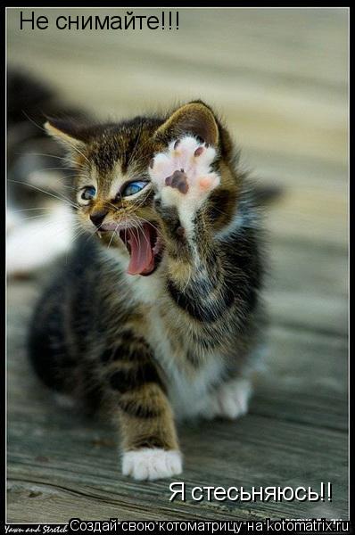 Не снимайте!!! Я стесьняюсь!!... Котоматрица: Не снимайте!!! Я стесьняюсь!!