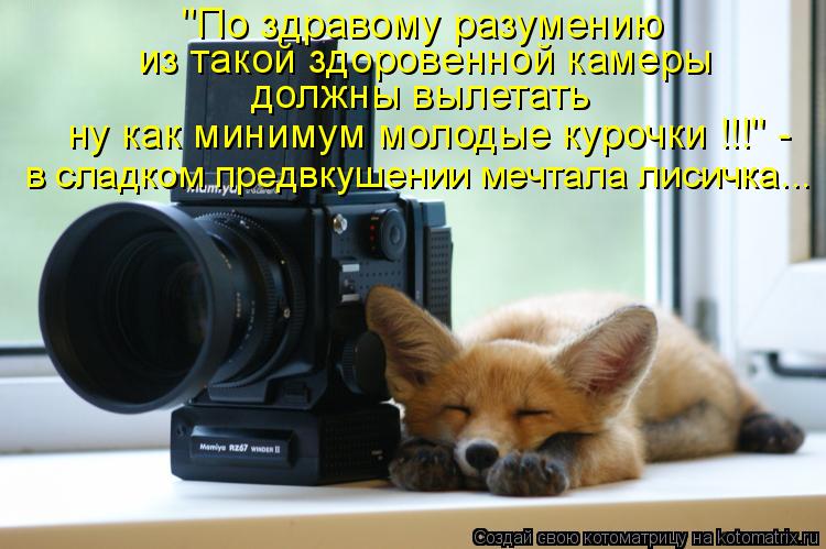 "По здравому разумению из такой здоровенной камеры должны вылетать ну как минимум молодые курочки !!... Котоматрица: "По здравому разумению из такой здоровенной камеры должны вылетать ну как минимум молодые курочки !!!" - в сладком предвкушении мечтала лиси