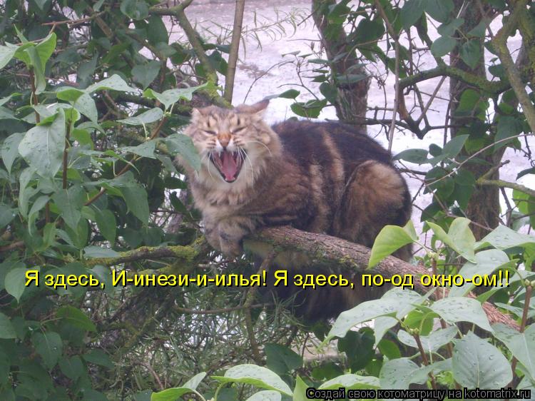 Я здесь, И-инези-и-илья! Я здесь, по-од окно-ом!!... Котоматрица: Я здесь, И-инези-и-илья! Я здесь, по-од окно-ом!!