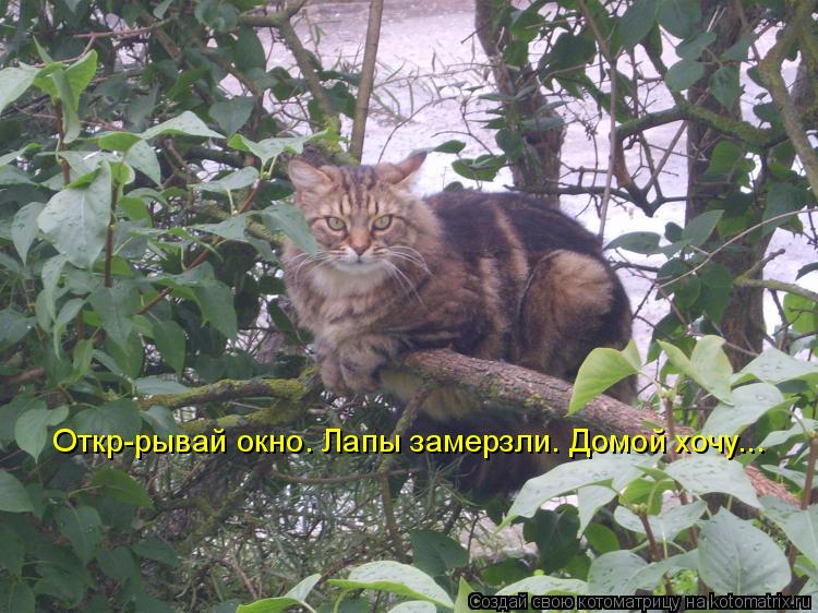 Откр-рывай окно. Лапы замерзли. Домой хочу...... Котоматрица: Откр-рывай окно. Лапы замерзли. Домой хочу...