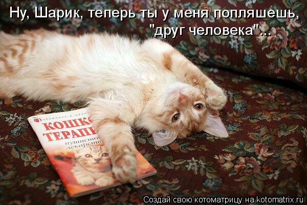 Ну, Шарик, теперь ты у меня попляшешь, "друг человека"...... Котоматрица: Ну, Шарик, теперь ты у меня попляшешь, "друг человека"...