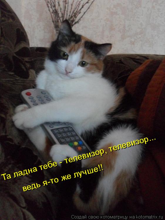 Котоматрица: Та ладна тебе - телевизор, телевизор... ведь я-то же лучше!!