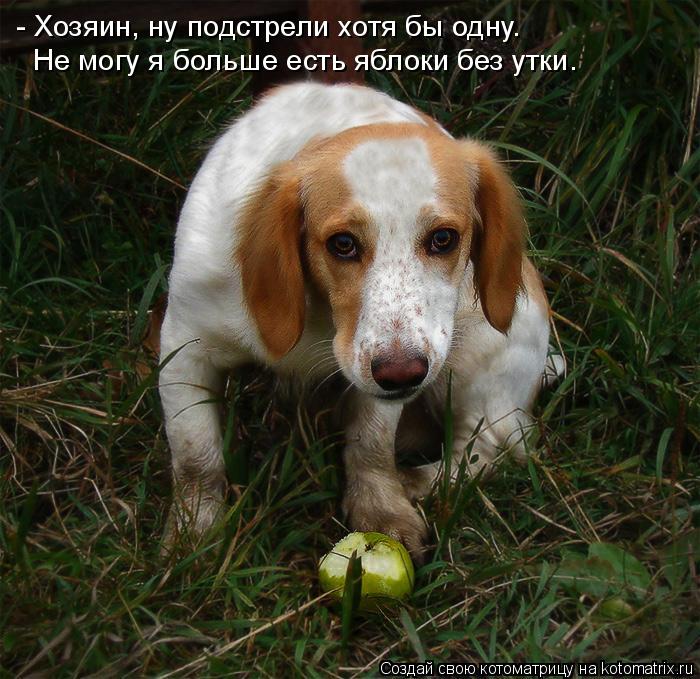 - Хозяин, ну подстрели хотя бы одну. Не могу я больше есть яблоки без утки.... Котоматрица: - Хозяин, ну подстрели хотя бы одну. Не могу я больше есть яблоки без утки.