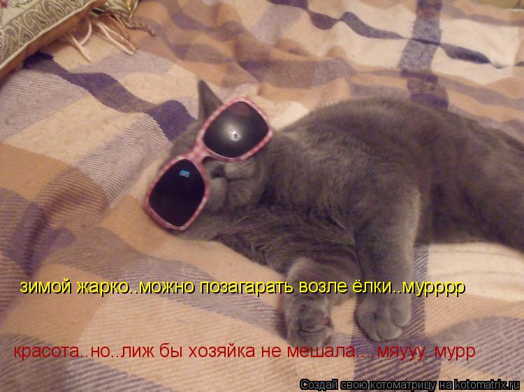 Котоматрица: зимой жарко..можно позагарать возле ёлки..мурррр красота..но..лиж бы хозяйка не мешала....мяууу..мурр
