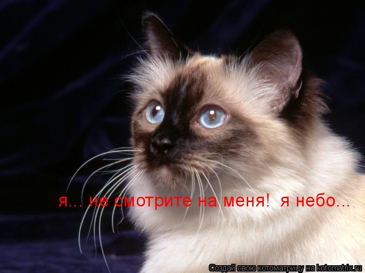 Котоматрица: я... не смотрите на меня!  я небо...