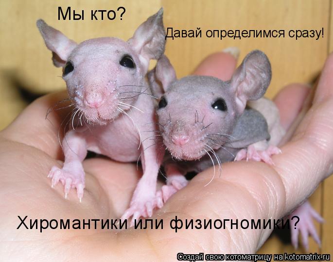 Котоматрица: Мы кто?  Хиромантики или физиогномики? Давай определимся сразу!
