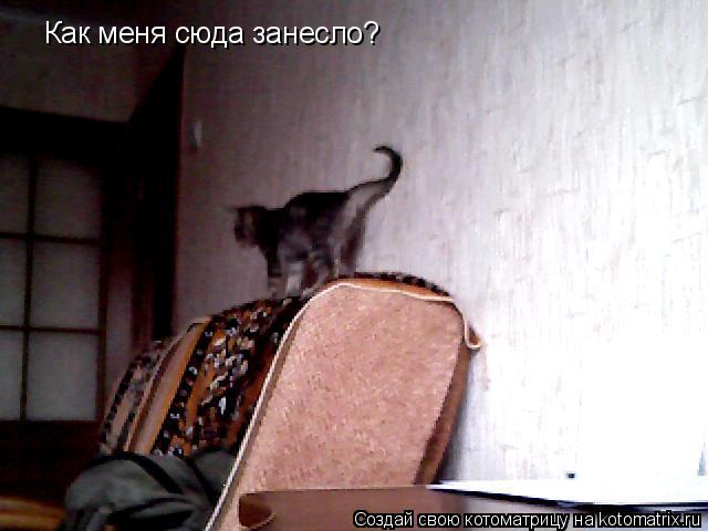 Котоматрица: Как меня сюда занесло?