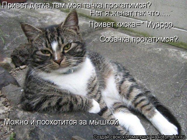 Котоматрица: Привет детка,там моя тачка,прокатимся? Нет я женат,так что..... Можно и поохотится за мышкой. Привет киска=* Мурррр. Собачка,прокатимся?