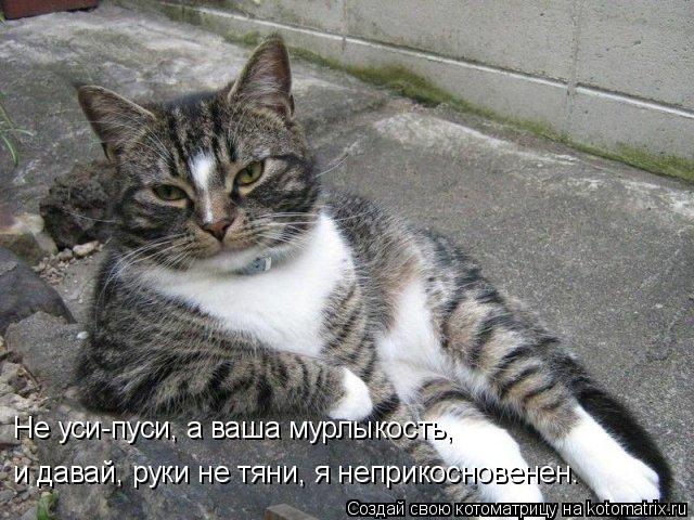 Не уси-пуси, а ваша мурлыкость, и давай, руки не тяни, я неприкосновенен.... Котоматрица: Не уси-пуси, а ваша мурлыкость, и давай, руки не тяни, я неприкосновенен.