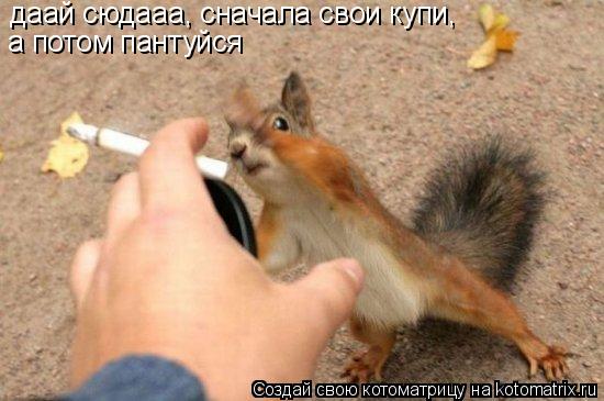 даай сюдааа, сначала свои купи, а потом пантуйся... Котоматрица: даай сюдааа, сначала свои купи, а потом пантуйся