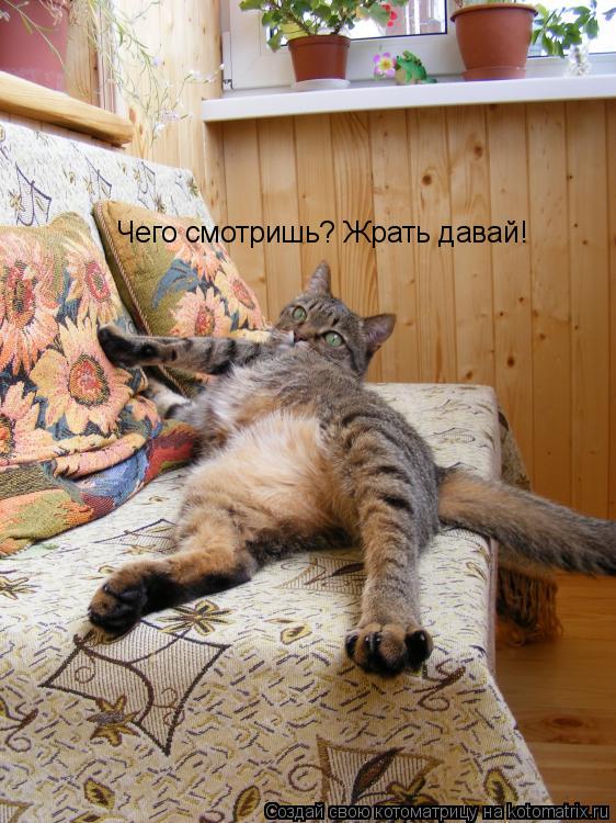 Чего смотришь? Жрать давай!... Котоматрица: Чего смотришь? Жрать давай!