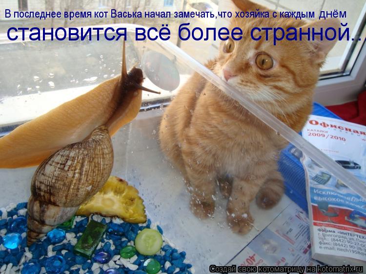 В последнее время кот Васька начал замечать,что хозяйка с каждым становится всё более странной... дн... Котоматрица: В последнее время кот Васька начал замечать,что хозяйка с каждым становится всё более странной... днём