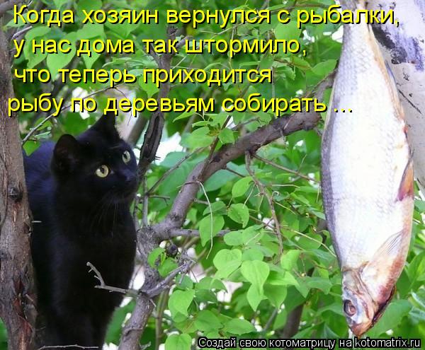 Котоматрица: Когда хозяин вернулся с рыбалки, у нас дома так штормило, что теперь приходится рыбу по деревьям собирать ...