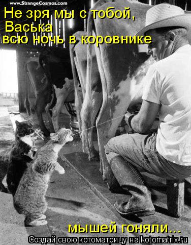 Не зря мы с тобой, Васька всю ночь в коровнике мышей гоняли...... Котоматрица: Не зря мы с тобой, Васька всю ночь в коровнике мышей гоняли...