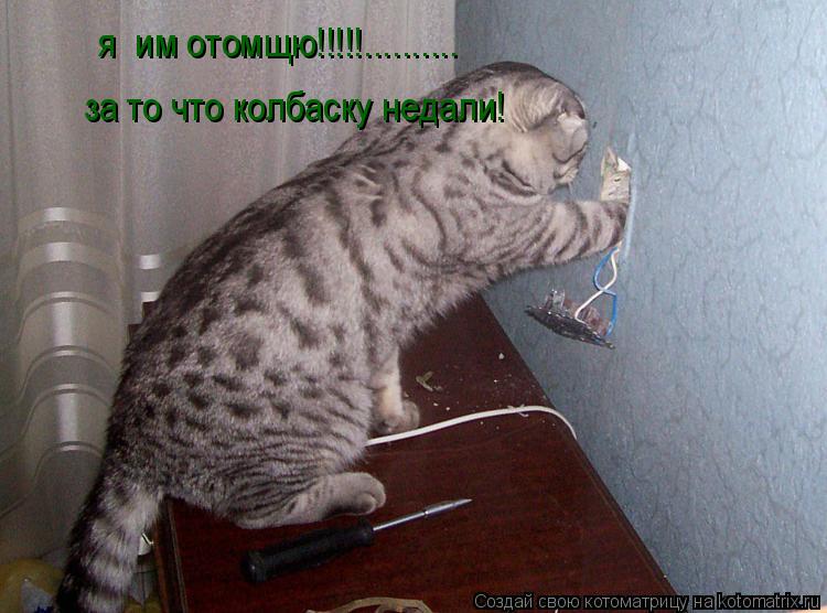 я им отомщю!!!!!.......... за то что колбаску недали!... Котоматрица: я им отомщю!!!!!.......... за то что колбаску недали!