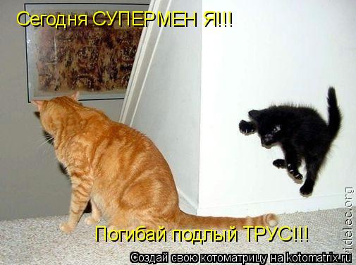 Сегодня СУПЕРМЕН Я!!! Погибай подлый ТРУС!!!... Котоматрица: Сегодня СУПЕРМЕН Я!!! Погибай подлый ТРУС!!!