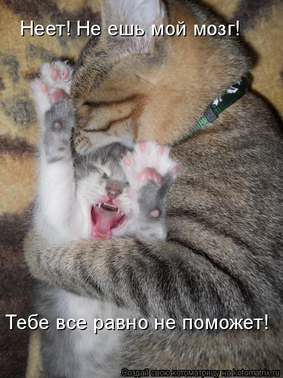 Неет! Не ешь мой мозг! Тебе все равно не поможет!... Котоматрица: Неет! Не ешь мой мозг! Тебе все равно не поможет!