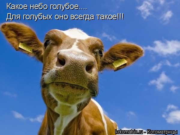Какое небо голубое.... Для голубых оно всегда такое!!!... Котоматрица: Какое небо голубое.... Для голубых оно всегда такое!!!