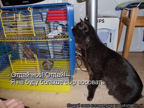 - Отдай нос! Отдай! Я не буду больше сыр воровать.... Котоматрица: - Отдай нос! Отдай! Я не буду больше сыр воровать.