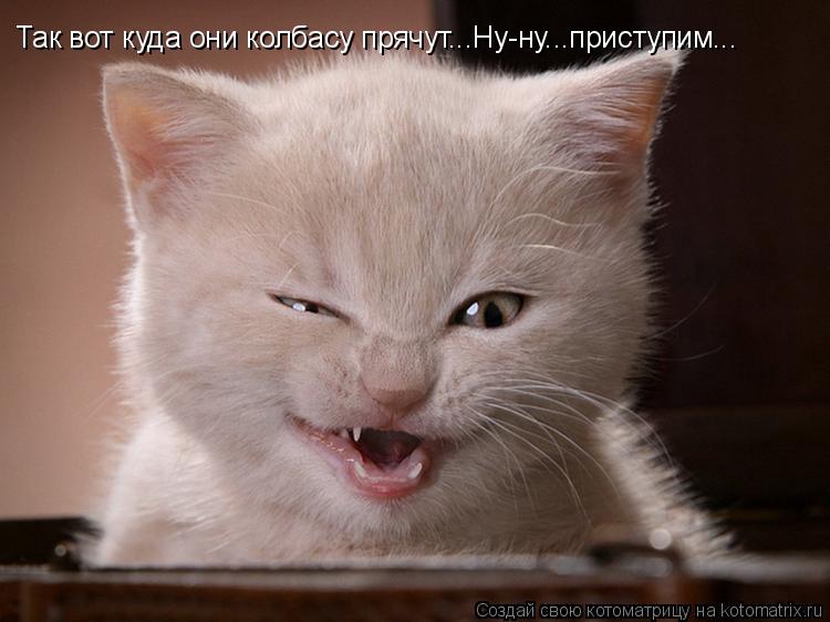 Так вот куда они колбасу прячут...Ну-ну...приступим...... Котоматрица: Так вот куда они колбасу прячут...Ну-ну...приступим...