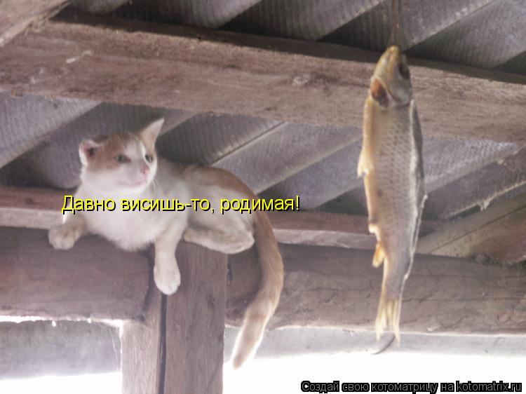 Давно висишь-то, родимая!... Котоматрица: Давно висишь-то, родимая!
