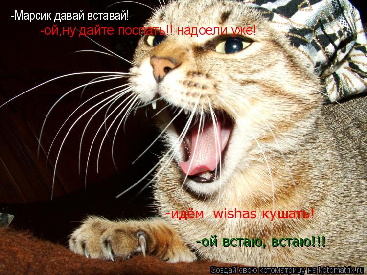 -Марсик давай вставай! -ой встаю, встаю!!! -ой,ну дайте поспать!! надоели уже! -идём wishas кушать!... Котоматрица: -Марсик давай вставай! -ой встаю, встаю!!! -ой,ну дайте поспать!! надоели уже! -идём wishas кушать!
