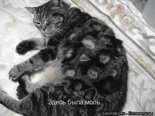 Здесь была моль..... Котоматрица: Здесь была моль..