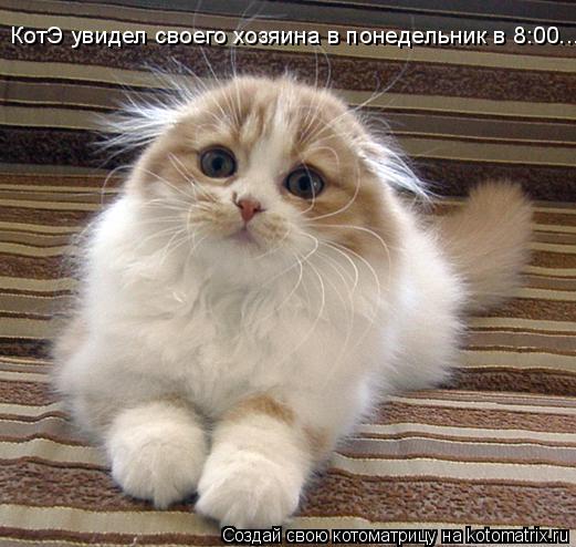 КотЭ увидел своего хозяина в понедельник в 8:00....... Котоматрица: КотЭ увидел своего хозяина в понедельник в 8:00....