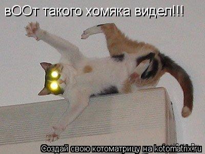 вООт такого хомяка видел!!!... Котоматрица: вООт такого хомяка видел!!!