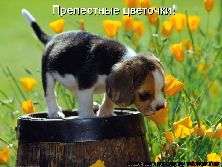 Прелестные цветочки!... Котоматрица: Прелестные цветочки!