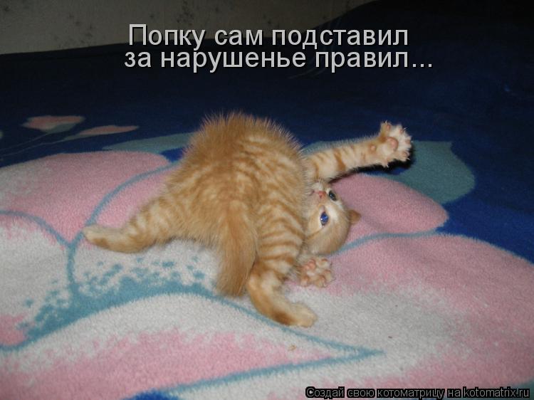Попку сам подставил за нарушенье правил...... Котоматрица: Попку сам подставил за нарушенье правил...