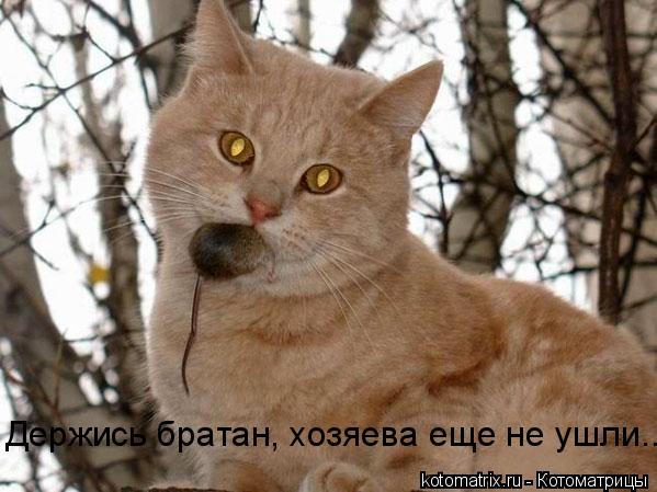 Держись братан, хозяева еще не ушли...... Котоматрица: Держись братан, хозяева еще не ушли...