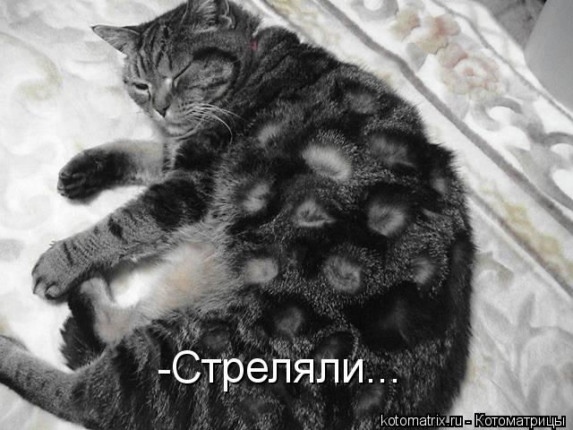 -Стреляли...... Котоматрица: -Стреляли...