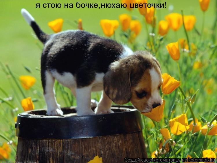 я стою на бочке,нюхаю цветочки!... Котоматрица: я стою на бочке,нюхаю цветочки!