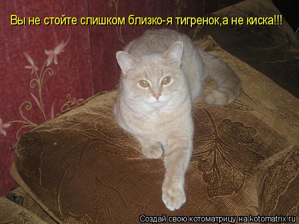 Вы не стойте слишком близко-я тигренок,а не киска!!!... Котоматрица: Вы не стойте слишком близко-я тигренок,а не киска!!!