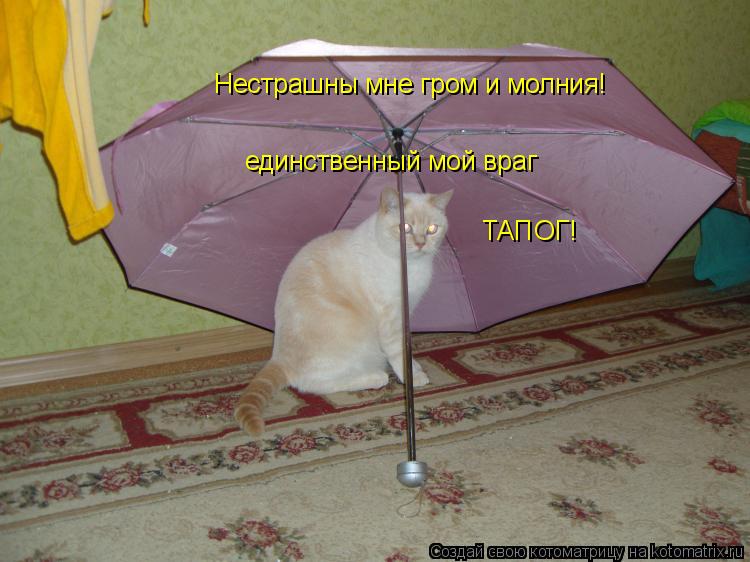Нестрашны мне гром и молния! единственный мой враг ТАПОГ!... Котоматрица: Нестрашны мне гром и молния! единственный мой враг ТАПОГ!