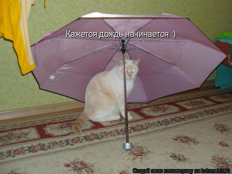 Кажется дождь начинается :)... Котоматрица: Кажется дождь начинается :)