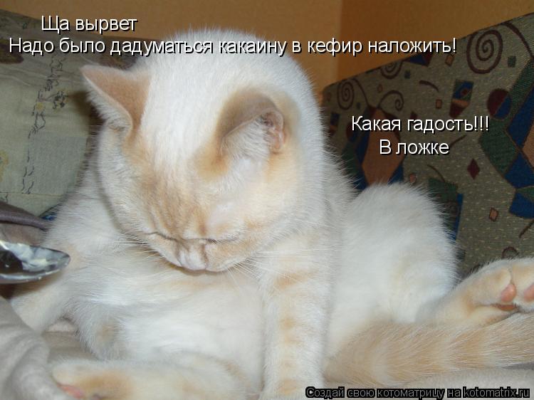 Какая гадость!!! В ложке Ща вырвет Надо было дадуматься какаину в кефир наложить!... Котоматрица: Какая гадость!!! В ложке Ща вырвет Надо было дадуматься какаину в кефир наложить!