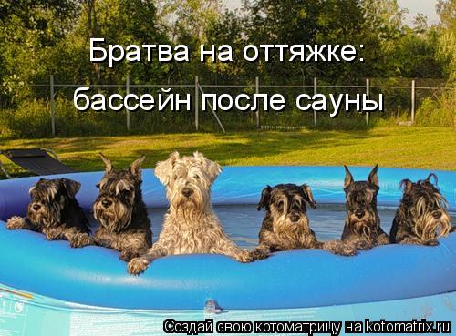 Братва на оттяжке: бассейн после сауны... Котоматрица: Братва на оттяжке: бассейн после сауны