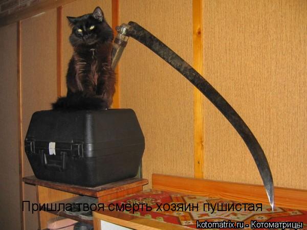 Пришла твоя смерть хозяин пушистая... Котоматрица: Пришла твоя смерть хозяин пушистая