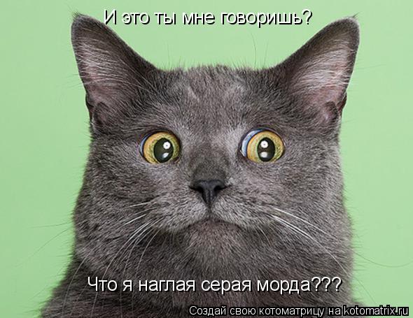 И это ты мне говоришь? Что я наглая серая морда???... Котоматрица: И это ты мне говоришь? Что я наглая серая морда???