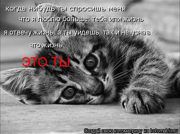 когда нибудь ты спросишь меня что я люблю больше: тебя или жизнь я отвечу жизнь, а ты уйдешь, так и н... Котоматрица: когда нибудь ты спросишь меня что я люблю больше: тебя или жизнь я отвечу жизнь, а ты уйдешь, так и не узнав что жизнь ЭТО ТЫ