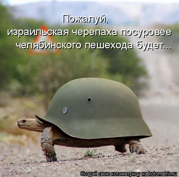 челябинского пешехода будет... Пожалуй, израильская черепаха посуровее... Котоматрица: челябинского пешехода будет... Пожалуй, израильская черепаха посуровее
