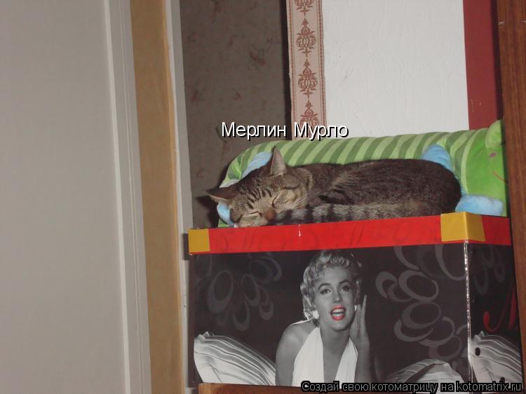 Мерлин Мурло... Котоматрица: Мерлин Мурло