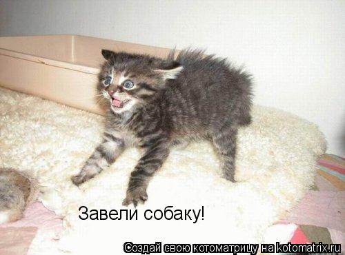 Котоматрица: Завели собаку!