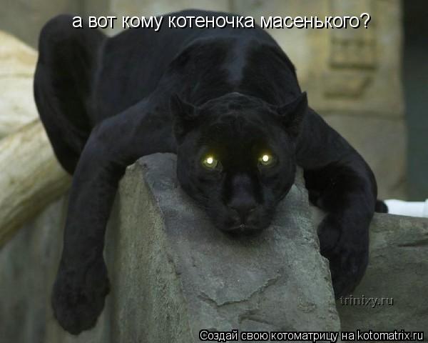 а вот кому котеночка масенького?... Котоматрица: а вот кому котеночка масенького?