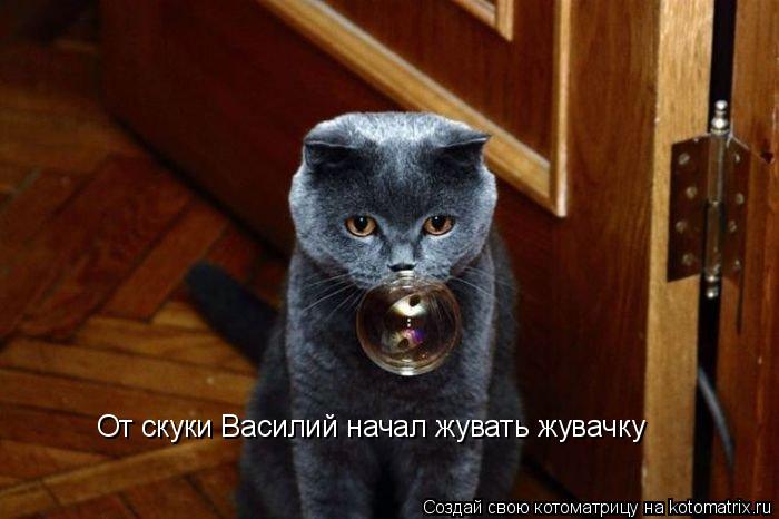 От скуки Василий начал жувать жувачку... Котоматрица: От скуки Василий начал жувать жувачку