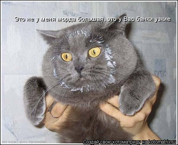 Котоматрица: Это не у меня морда большая, это у Вас банки узкие
